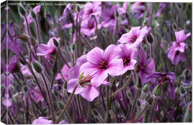Geranium Maderense Canvas Print by Kevin White
