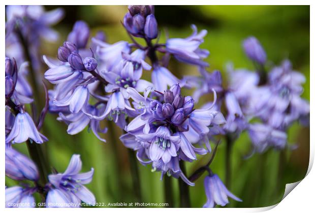 Spanish Bluebell in the Garden Print by GJS Photography Artist