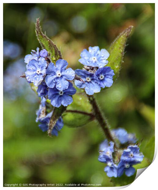 Blue flowers and Water Droplets Print by GJS Photography Artist