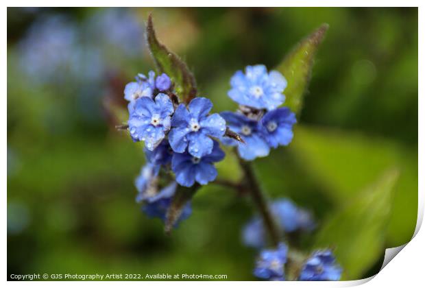 5 Leaf Blue Flower Print by GJS Photography Artist