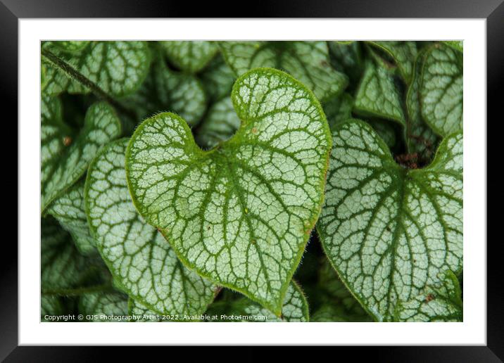 Green Heart Framed Mounted Print by GJS Photography Artist