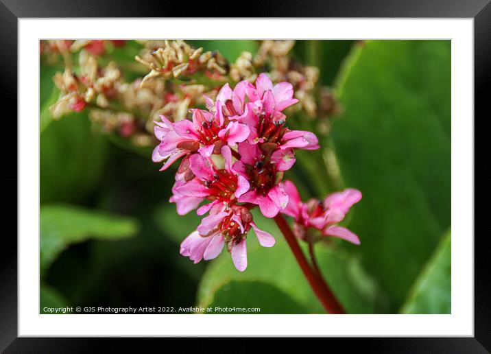 Pink Delicates Framed Mounted Print by GJS Photography Artist