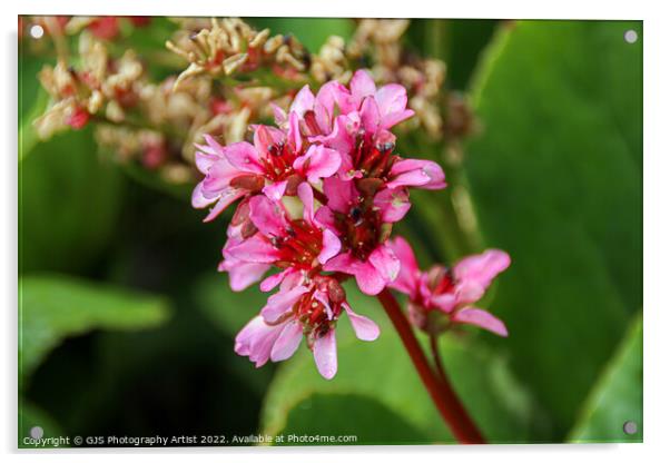 Pink Delicates Acrylic by GJS Photography Artist