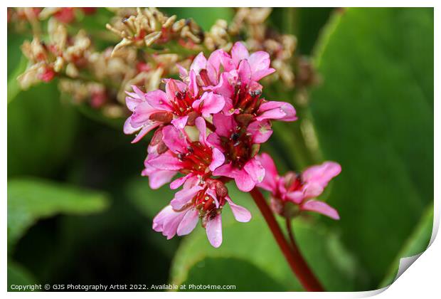 Pink Delicates Print by GJS Photography Artist