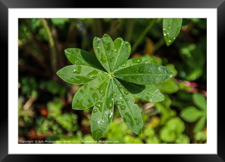 Not so Perfect Nibbled Framed Mounted Print by GJS Photography Artist