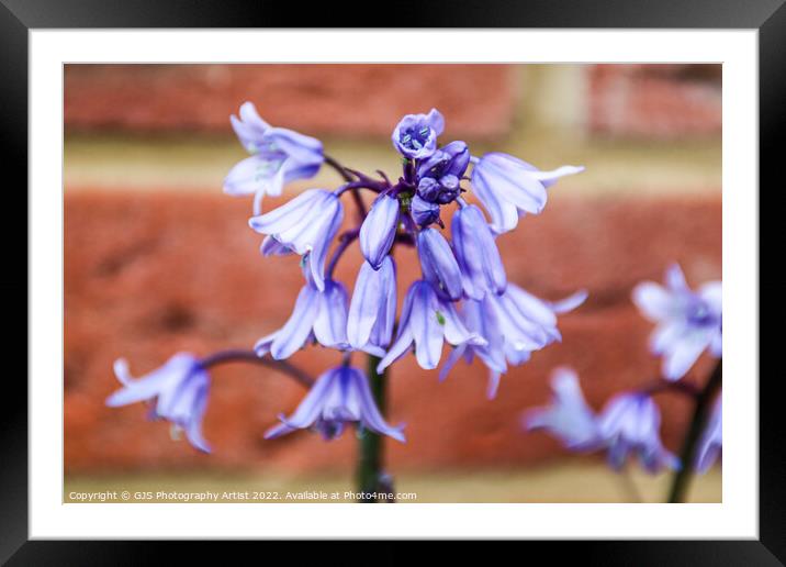 Bells and the Green Bug Framed Mounted Print by GJS Photography Artist