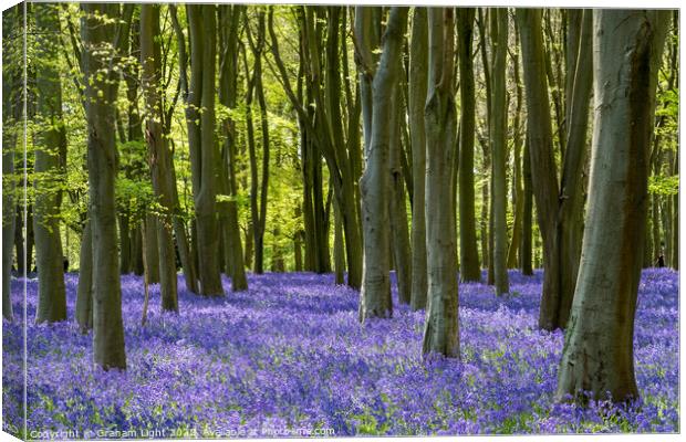 Bluebell Woods Canvas Print by Graham Light