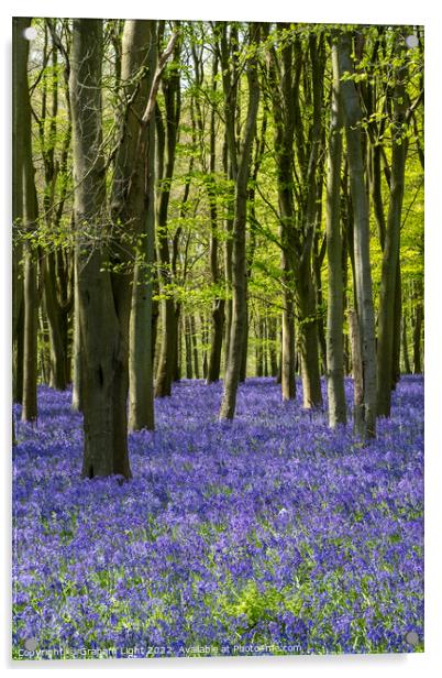 Bluebell Woods Acrylic by Graham Light