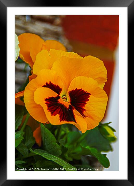 Orange Pansy Framed Mounted Print by GJS Photography Artist