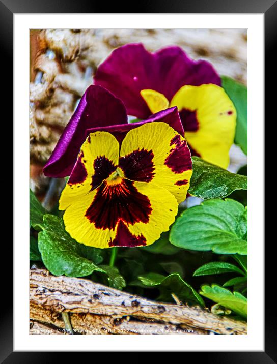 Yellow and Purple Pansy Framed Mounted Print by GJS Photography Artist