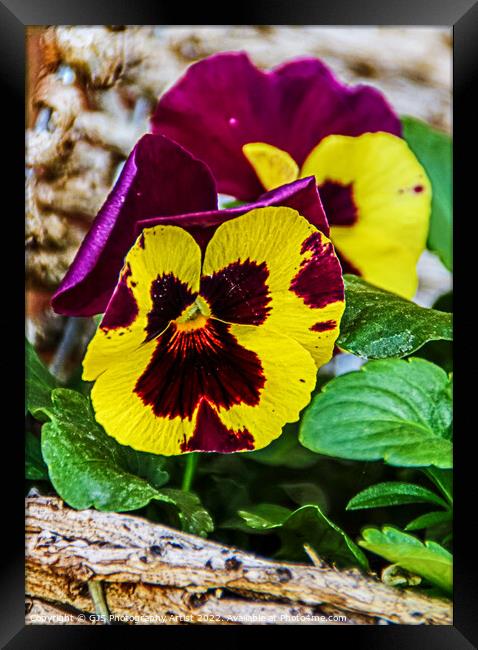 Yellow and Purple Pansy Framed Print by GJS Photography Artist