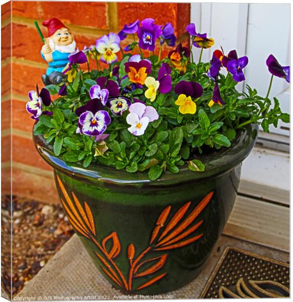 Doorstep Pansies Canvas Print by GJS Photography Artist