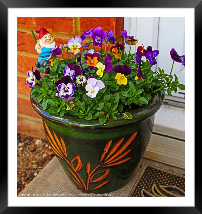 Doorstep Pansies Framed Mounted Print by GJS Photography Artist