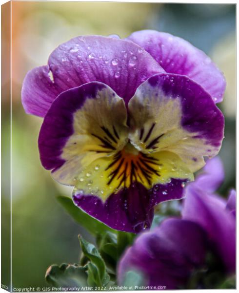 Purple and Yellow  Canvas Print by GJS Photography Artist
