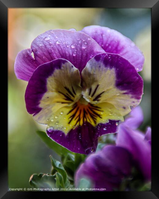Purple and Yellow  Framed Print by GJS Photography Artist