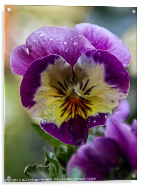 Purple and Yellow  Acrylic by GJS Photography Artist