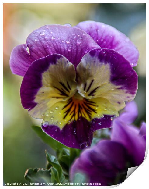 Purple and Yellow  Print by GJS Photography Artist