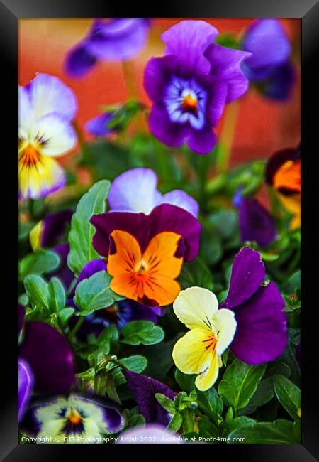 Assortment of Pansies Framed Print by GJS Photography Artist