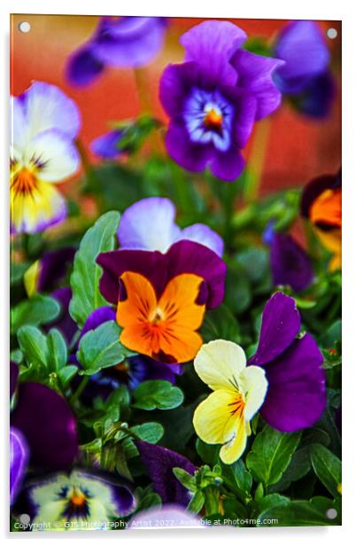 Assortment of Pansies Acrylic by GJS Photography Artist