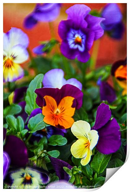 Assortment of Pansies Print by GJS Photography Artist