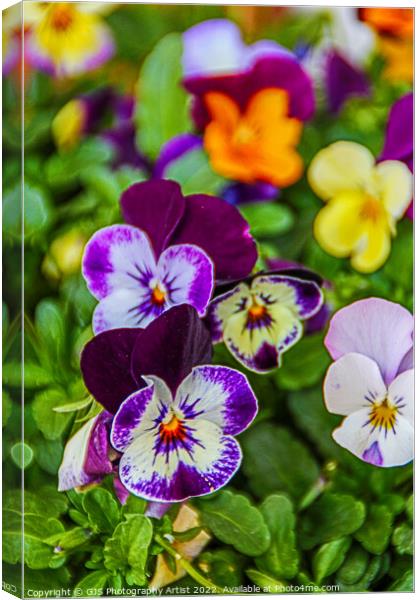 Pansy Allsorts Canvas Print by GJS Photography Artist