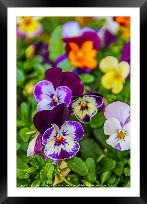 Pansy Allsorts Framed Mounted Print by GJS Photography Artist