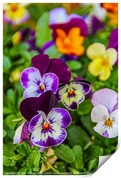 Pansy Allsorts Print by GJS Photography Artist