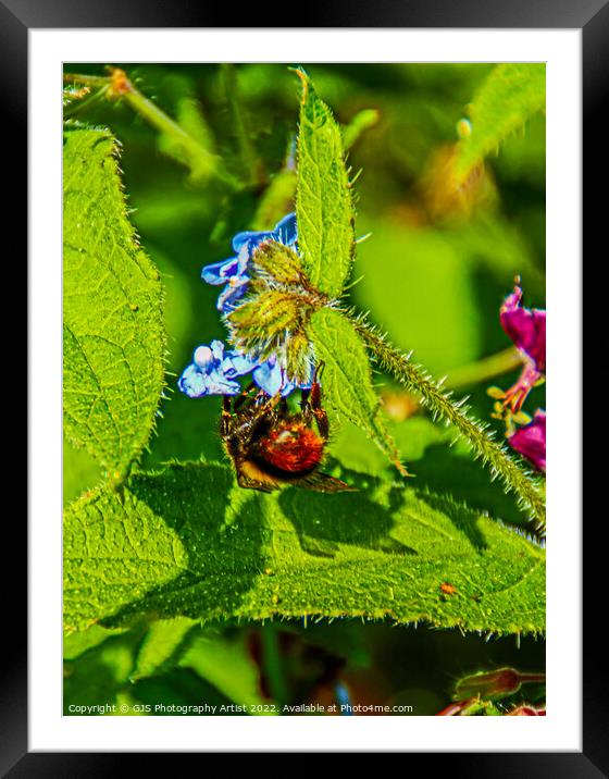 Bee and my Shadow Framed Mounted Print by GJS Photography Artist