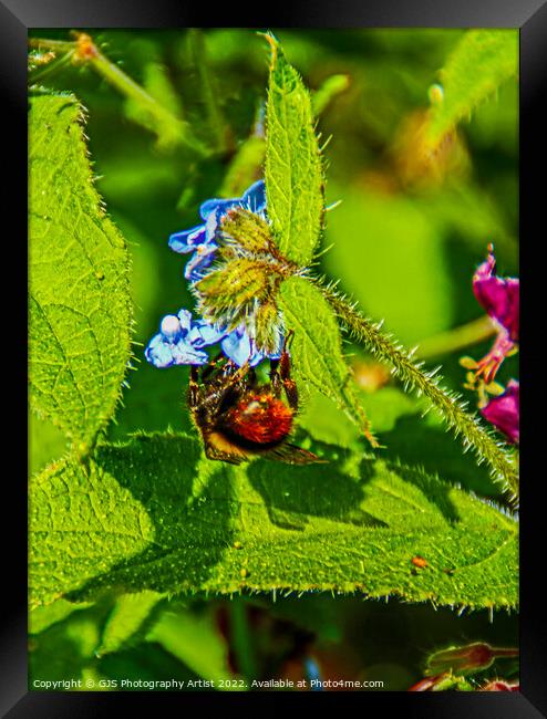 Bee and my Shadow Framed Print by GJS Photography Artist