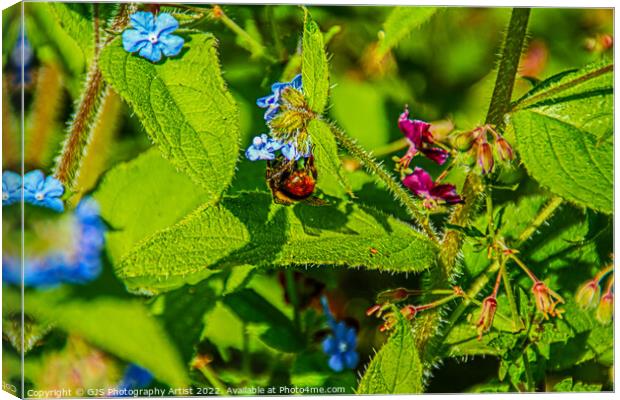 The Bee From OZ Canvas Print by GJS Photography Artist