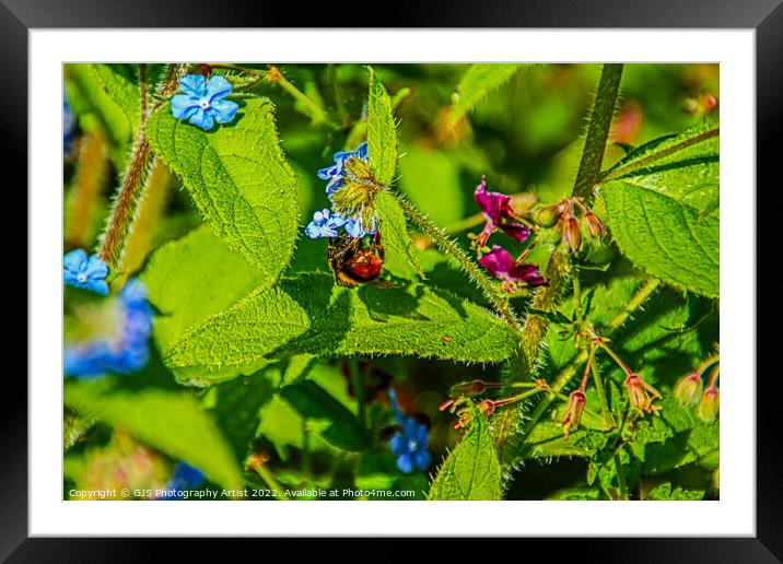 The Bee From OZ Framed Mounted Print by GJS Photography Artist