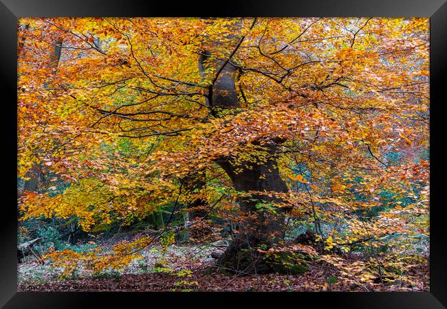 A beautiful Beech tree Framed Print by Joy Walker