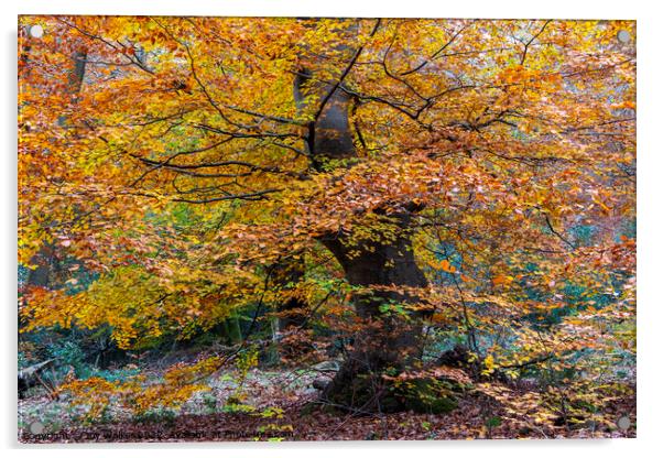 A beautiful Beech tree Acrylic by Joy Walker