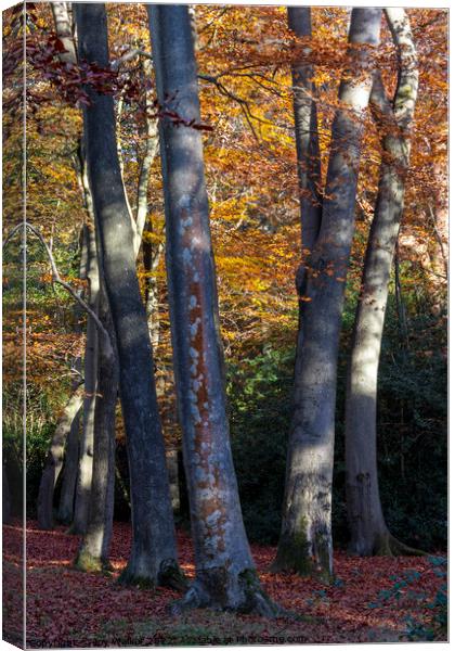 Beech tree trunks Canvas Print by Joy Walker