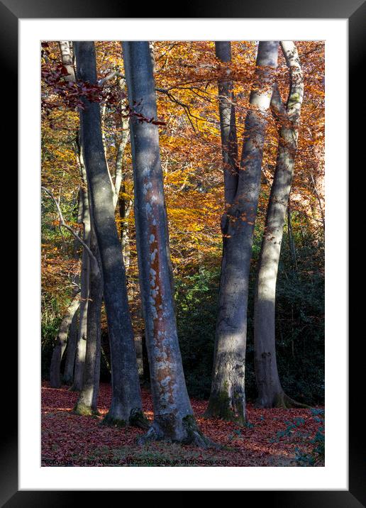 Beech tree trunks Framed Mounted Print by Joy Walker