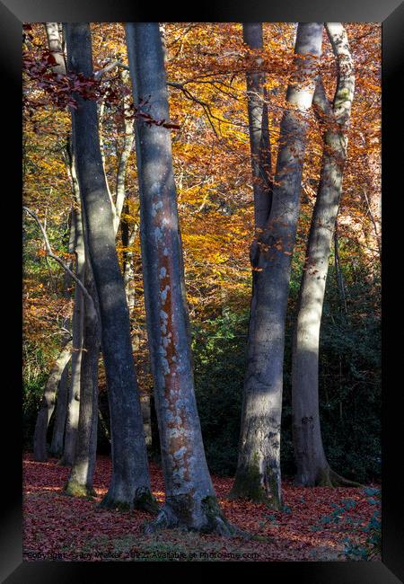 Beech tree trunks Framed Print by Joy Walker
