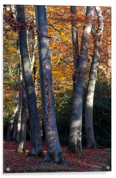 Beech tree trunks Acrylic by Joy Walker