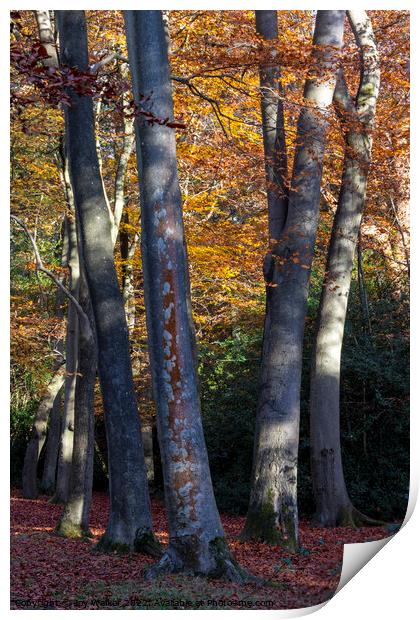 Beech tree trunks Print by Joy Walker
