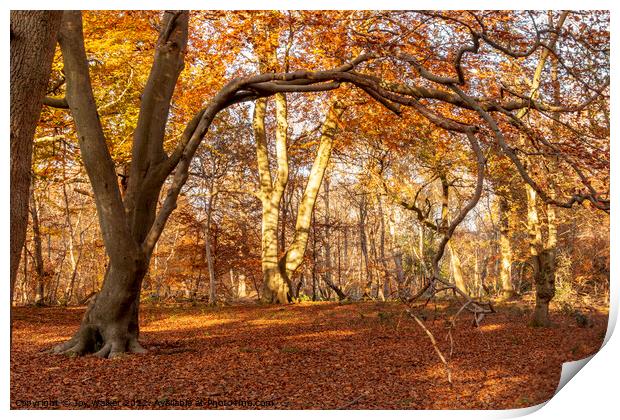 Autumn woods   Print by Joy Walker