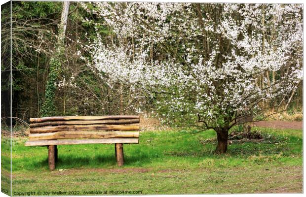Bench and blossom Canvas Print by Joy Walker