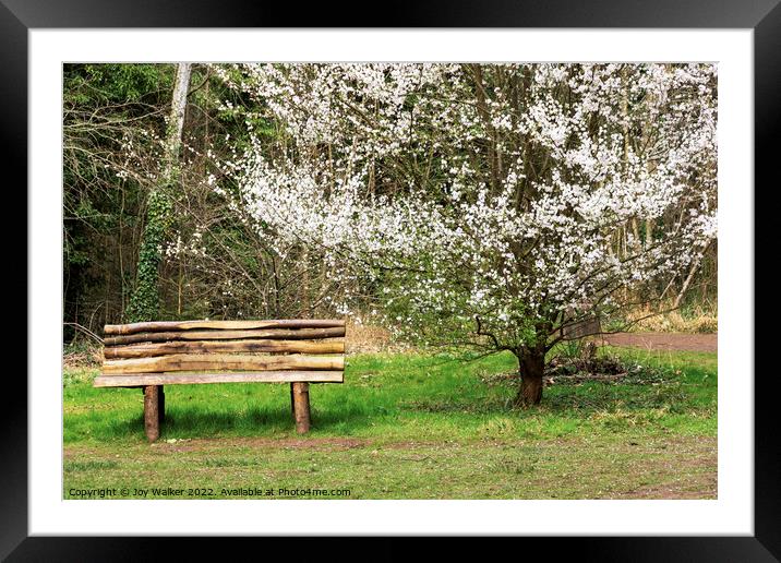 Bench and blossom Framed Mounted Print by Joy Walker