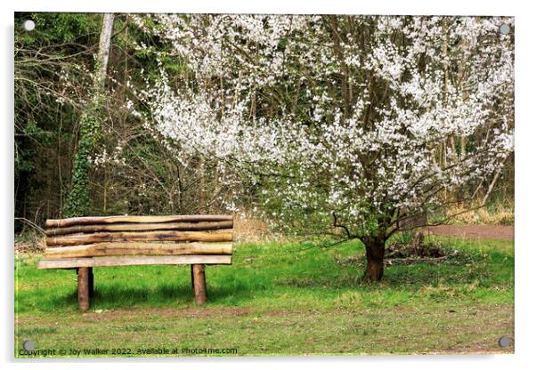 Bench and blossom Acrylic by Joy Walker