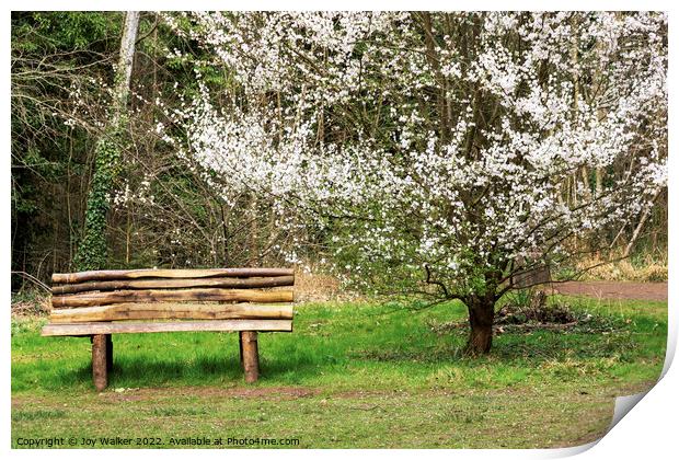 Bench and blossom Print by Joy Walker