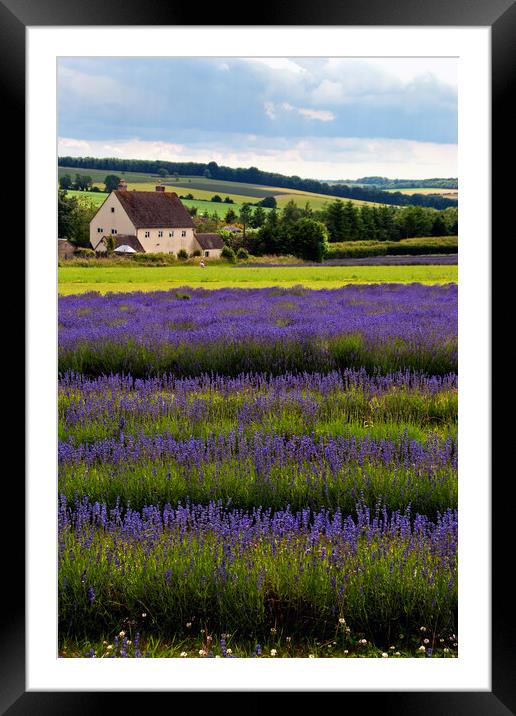 Lavender Field Summer Flowers Cotswolds England Framed Mounted Print by Andy Evans Photos