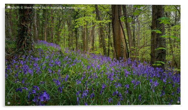 Bluebell Wood Acrylic by Steve Morris