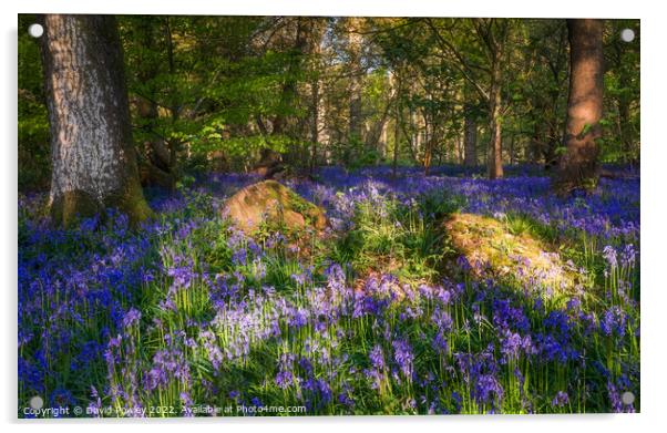Enchanting Norfolk Bluebell Forest Acrylic by David Powley