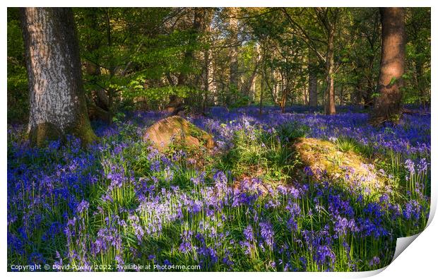 Enchanting Norfolk Bluebell Forest Print by David Powley