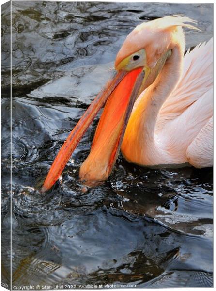 Pink pelican  Canvas Print by Stan Lihai
