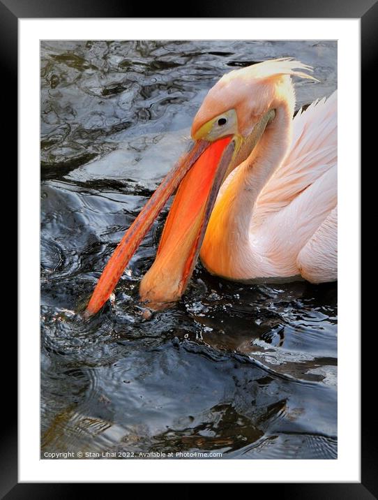 Pink pelican  Framed Mounted Print by Stan Lihai