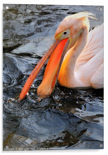 Pink pelican  Acrylic by Stan Lihai